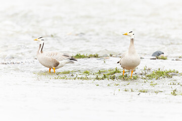 Bar-headed goose (Anser indicus) at waters edge.