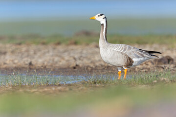 Bar-headed goose (Anser indicus) at waters edge.