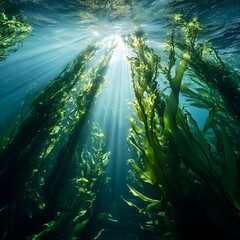 Obraz premium Gently swaying seaweed forest underwater with shafts of sunlight filtering through