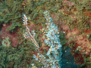 ソフトコーラルの近くを泳ぐ赤い魚のニシキフウライウオ