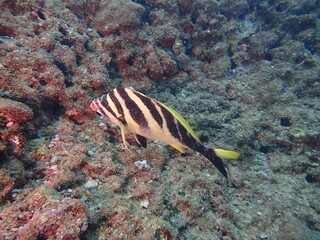 海の岩場を泳ぐ魚のミギマキ