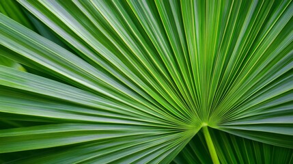 Close-up of green palm leaf with radial pattern, nature detail. Botanical texture and symmetry concept