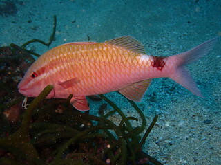 海藻のナガミルの中から食べ物を探す魚のホウライヒメジ