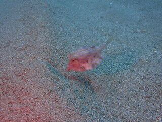 海の砂地でエサを探しながら泳ぐ魚のシマウミスズメ