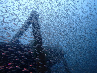 日本の白浜の沈没船の近くで暮らす沢山の魚の群れ
