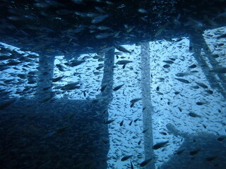 日本の白浜の沈没船の近くで暮らす沢山の魚の群れ
