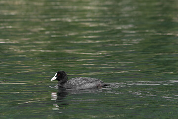 Eurasian Coot (Fulica atra)