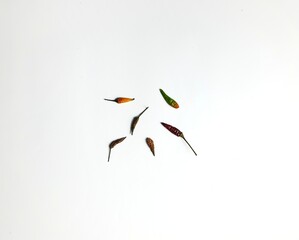 dried chili with white background