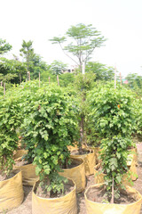 Cape Honeysuckle flower, medicinal plant on nursery