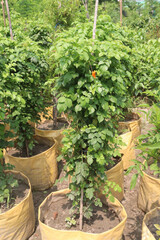 Cape Honeysuckle flower, medicinal plant on nursery