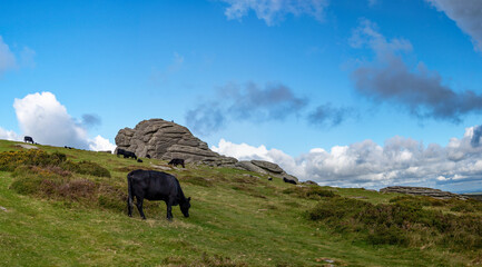 Haytor rock on Dartmoor in England. Panoramic picture showing the granite landmark with a man sat on top of the rock. 