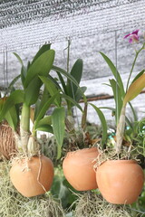 Dendrobium Red Dragon orchid flower plant on nursery