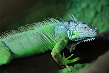 Green iguana portrait