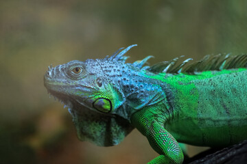 Green iguana portrait