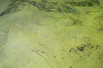 serene wetland, blanketed in vibrant green duckweed and grasses, showcases nature's tranquil beauty and biodiversity, inviting reflection and connection with the environment