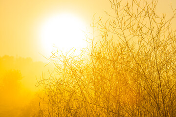 Obraz premium Landscape in morning mist at sunrise, Almere, Flevoland, The Netherlands, October 5, 2024
