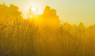 Obraz premium The edge of a lake in a morning mist at sunrise, Almere, Flevoland, The Netherlands, October 5, 2024