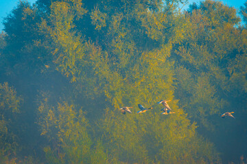 Birds flying in  a morning mist at sunrise,  Almere, Flevoland, The Netherlands, October 5, 2024