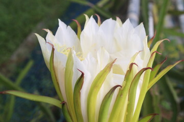 Fototapeta premium dragon fruit flower on tree in farm