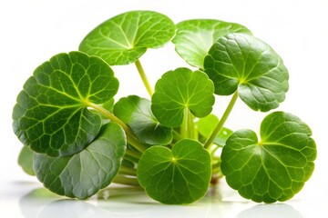 Brahmi herb isolated against a white backdrop, ideal for natural remedies, Ayurvedic practices, and herbal supplements,