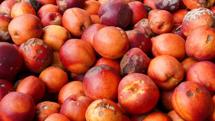 group of ripe peaches background