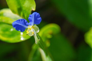 "Mouseflower," Asiatic Dayflower, Commelina communis, an extremely small wildflower so-called because of its mouse-like "ears"