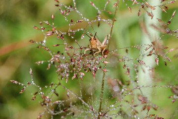 A grasshopper seen from the front drinks morning dew.