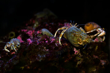 Hermit crab at the bottom of the ocean looks at the camera lens. Black background.