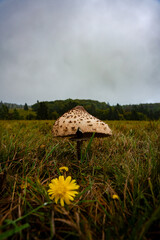 parasol mushroom, macrolepiota procera, edible, foraging, wild mushrooms, rain, autumn, meadow, nature, fungi, grassy field, mushroom picking, toxic, seasonal, growth, large, organic, landscape, flora © aBSicht