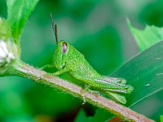 Hieroglyphus banian or Rice Grasshopper or Hieroglyphus banian preparing to eat leaves.