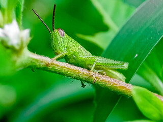 Hieroglyphus banian or Rice Grasshopper or Hieroglyphus banian preparing to eat leaves.