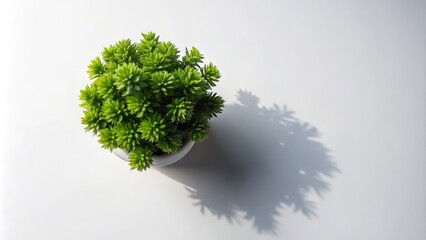 Fototapeta premium Captivating overhead shot of a vibrant green plant on a clean white background, ideal for minimalist and