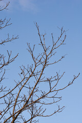 Common horse chestnut branches with buds