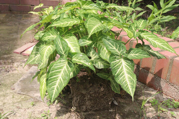 Arrowhead plants on farm for sell