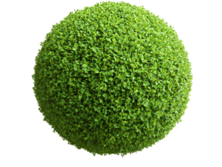 a green bush with small leaves