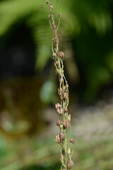 Gentian speedwell seed pods