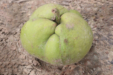 Dillenia indica on field for eat