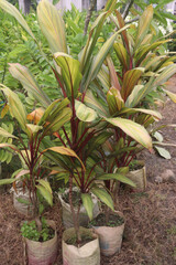Obraz premium cordyline fruticosa leaf and ornamentation plant