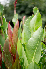 Large decorative leaves of a canna lilies flower with burgundy veins and with raindrops