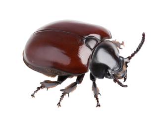 a close up of a beetle