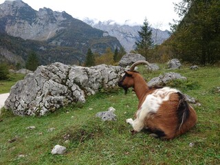 Ziege
