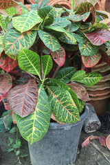 crotons leaf plant on nursery for sell © CMYK MAKER