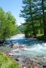 mountain river in the forest