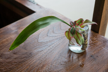 Obraz premium plant in a glass jar on wooden table