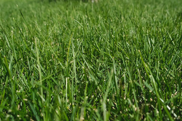 Closeup fresh bright green grass on the lawn in sunny weather on street in park or courtyard. City urban area. Landscaping of small town in summer time. Decorating outdoor with natural plants.