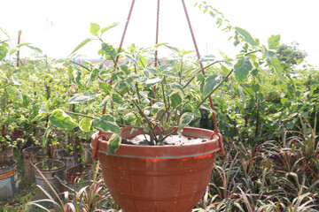 Anastasia plant on hanging pot in nursery