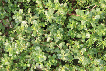 Common Purslane leaf plant on farm