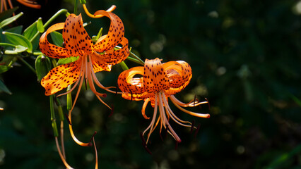 Close-up of tiger lily (Lilium lancifolium)