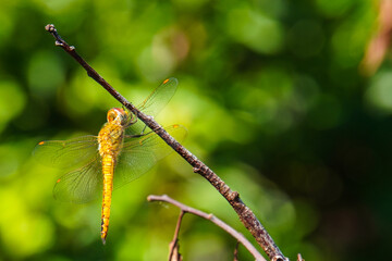 Close-up of dragonfly on leaf,Eindhoven,Netherlands