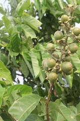 Lagerstroemia speciosa fruit on tree in farm